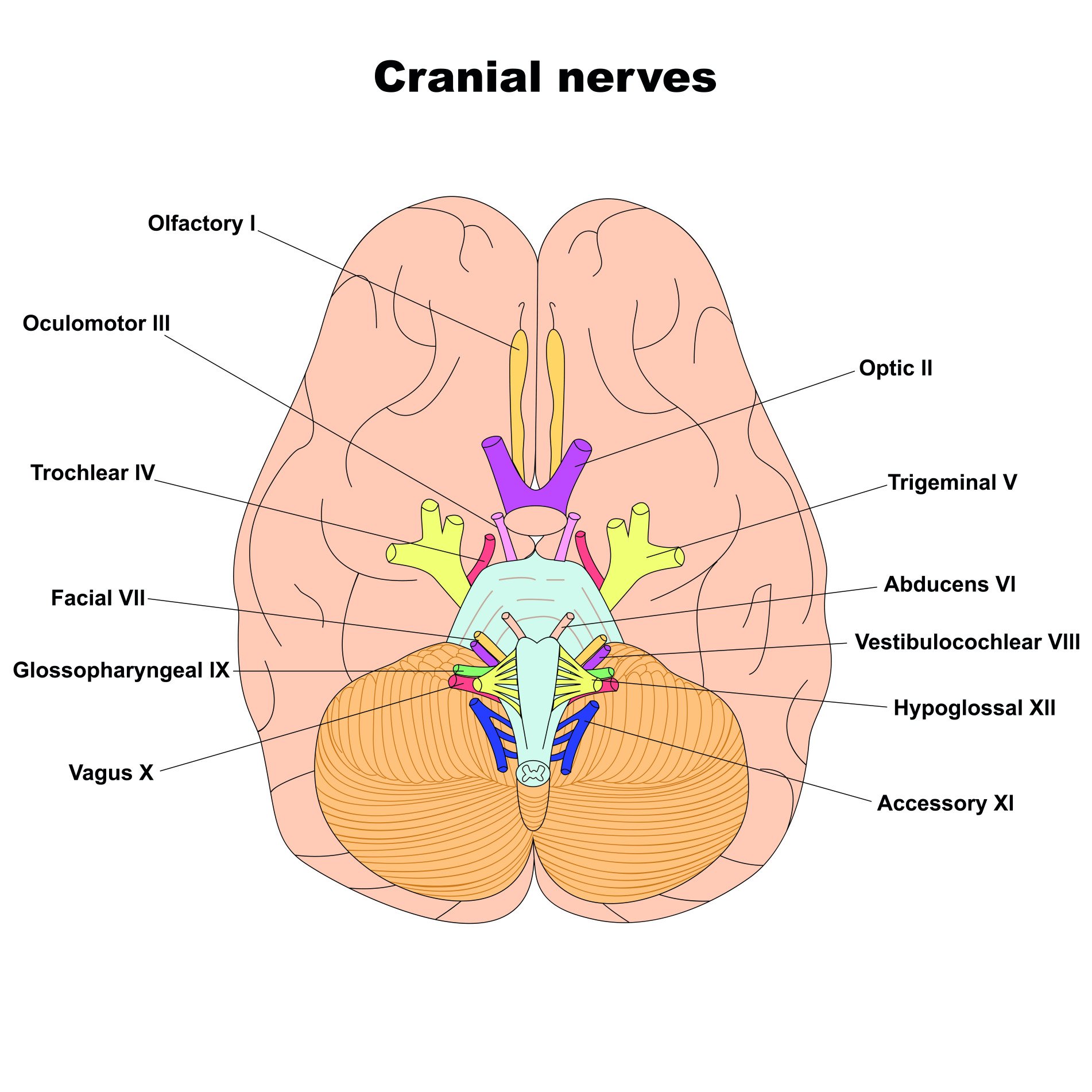 12 Cranial Nerves 1