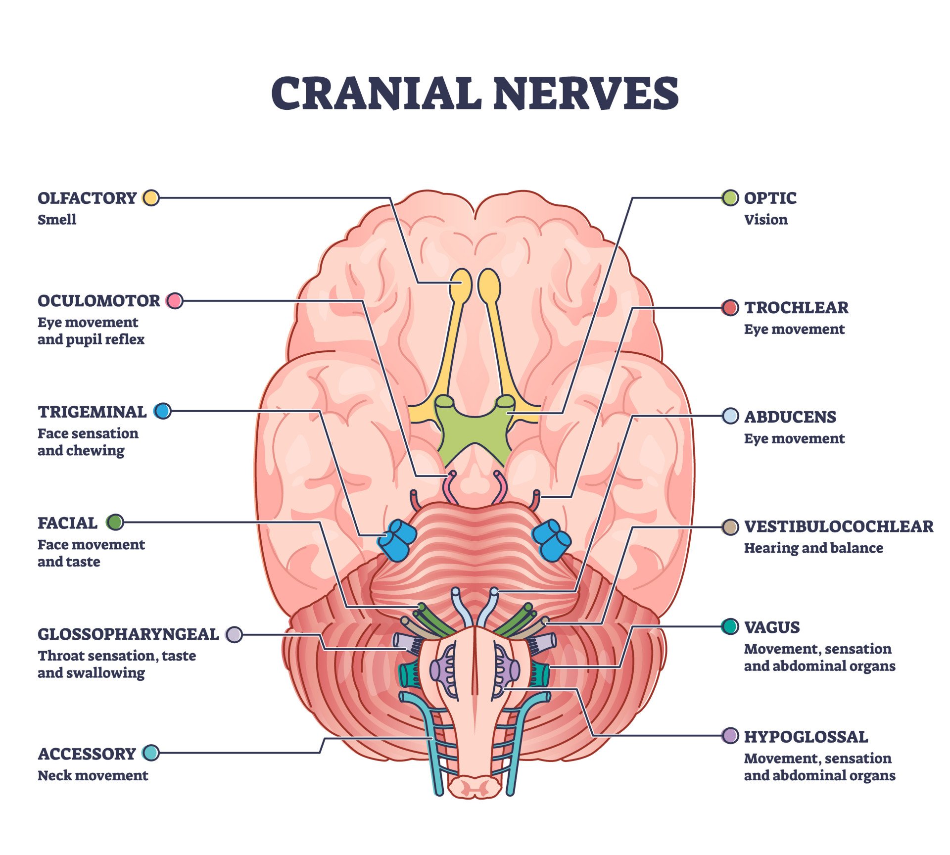 Summary of the Cranial Nerves