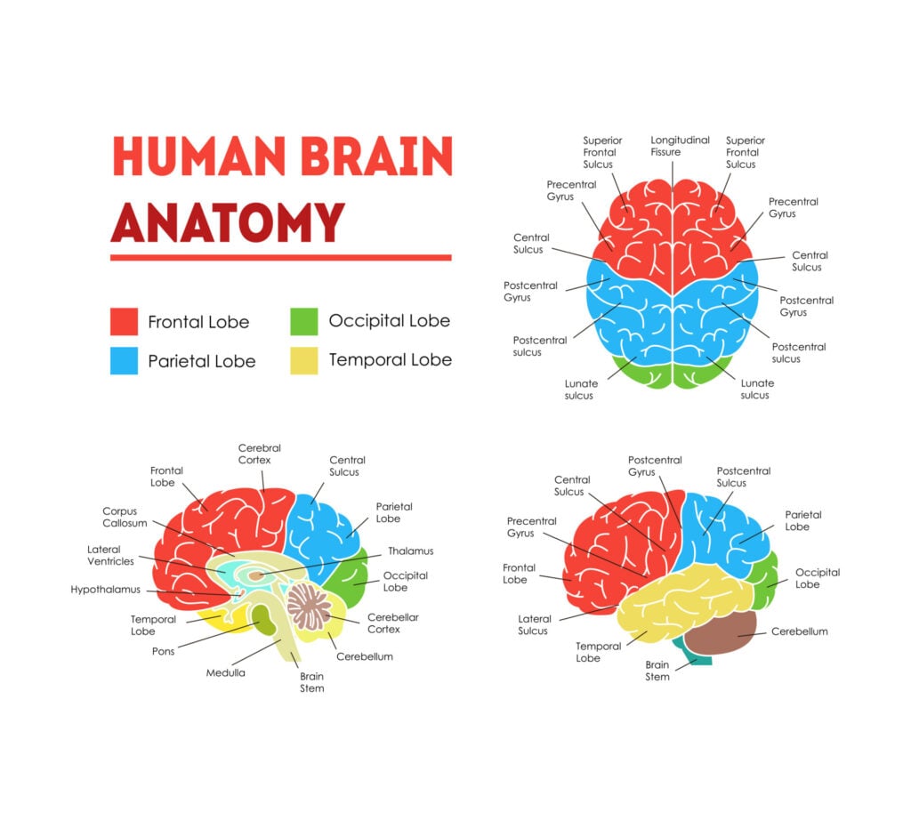 Human Brain Anatomy Infographic Card Poster System Concept of Diagnostics and Health Care Flat Design Style. Illustration vectorielle de la tête