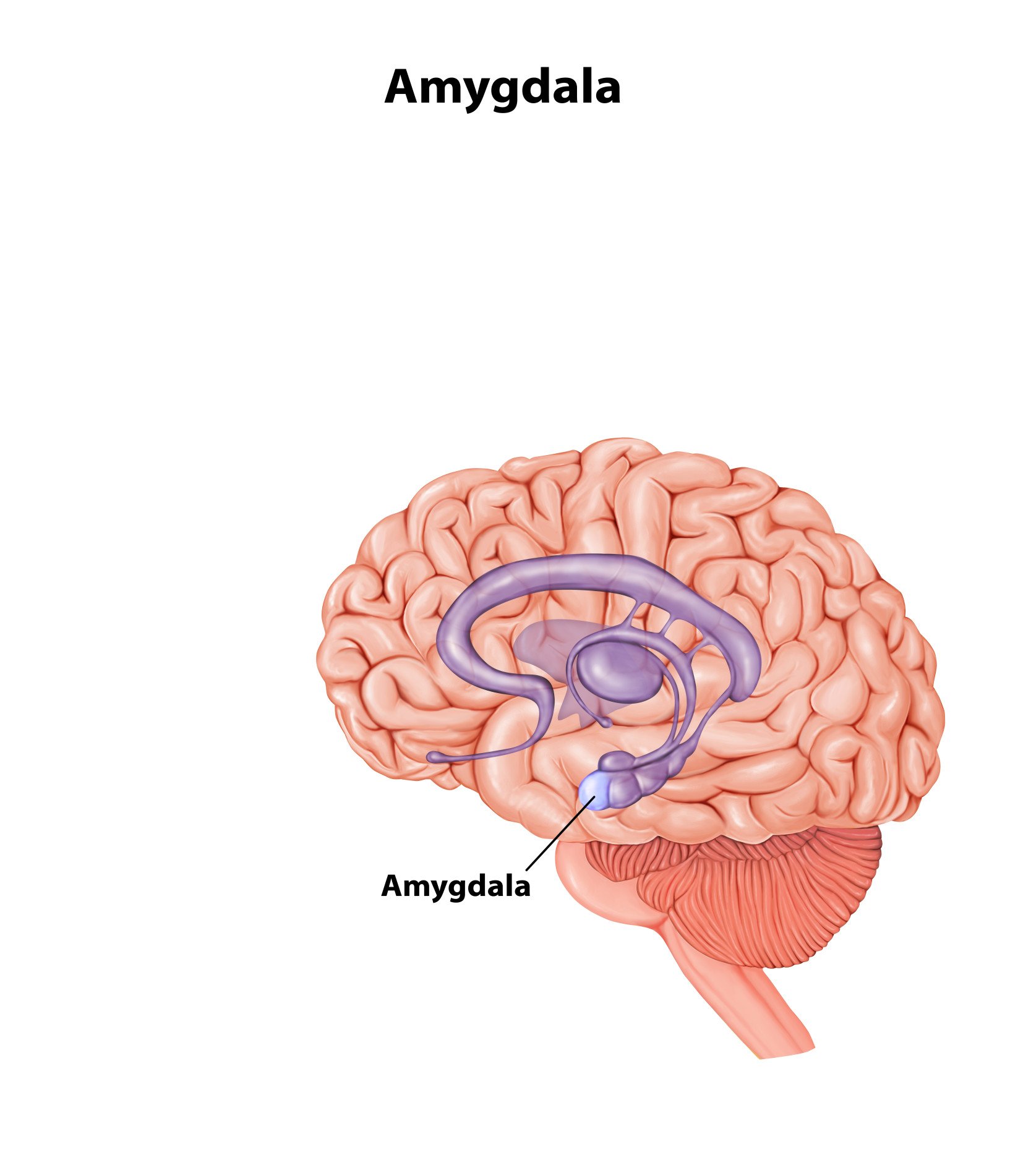 Amygdala