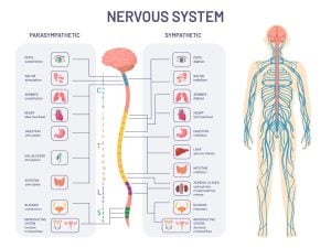 Autonomic Nervous System