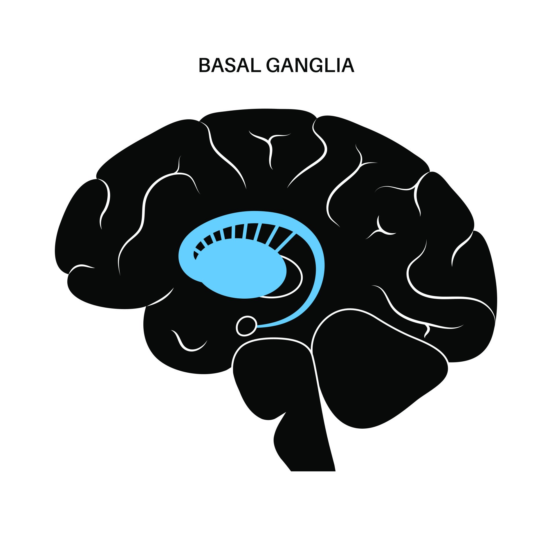 Basal Ganglia Location