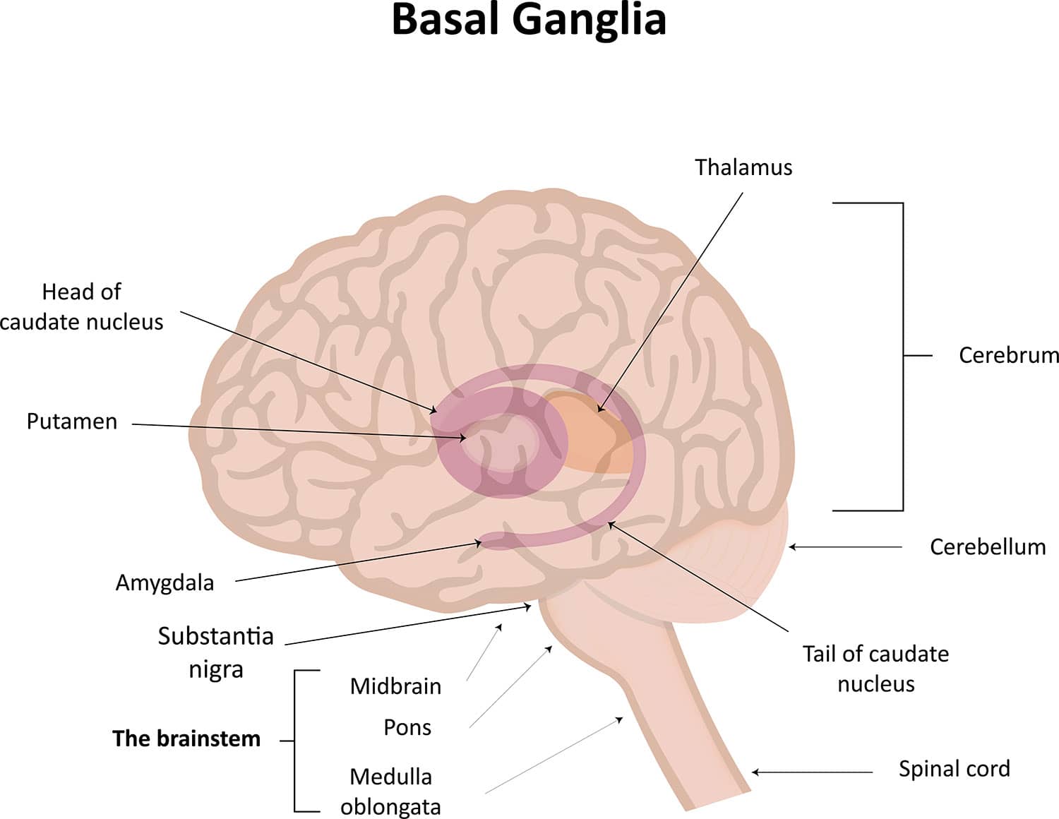 Brain Key Anatomy