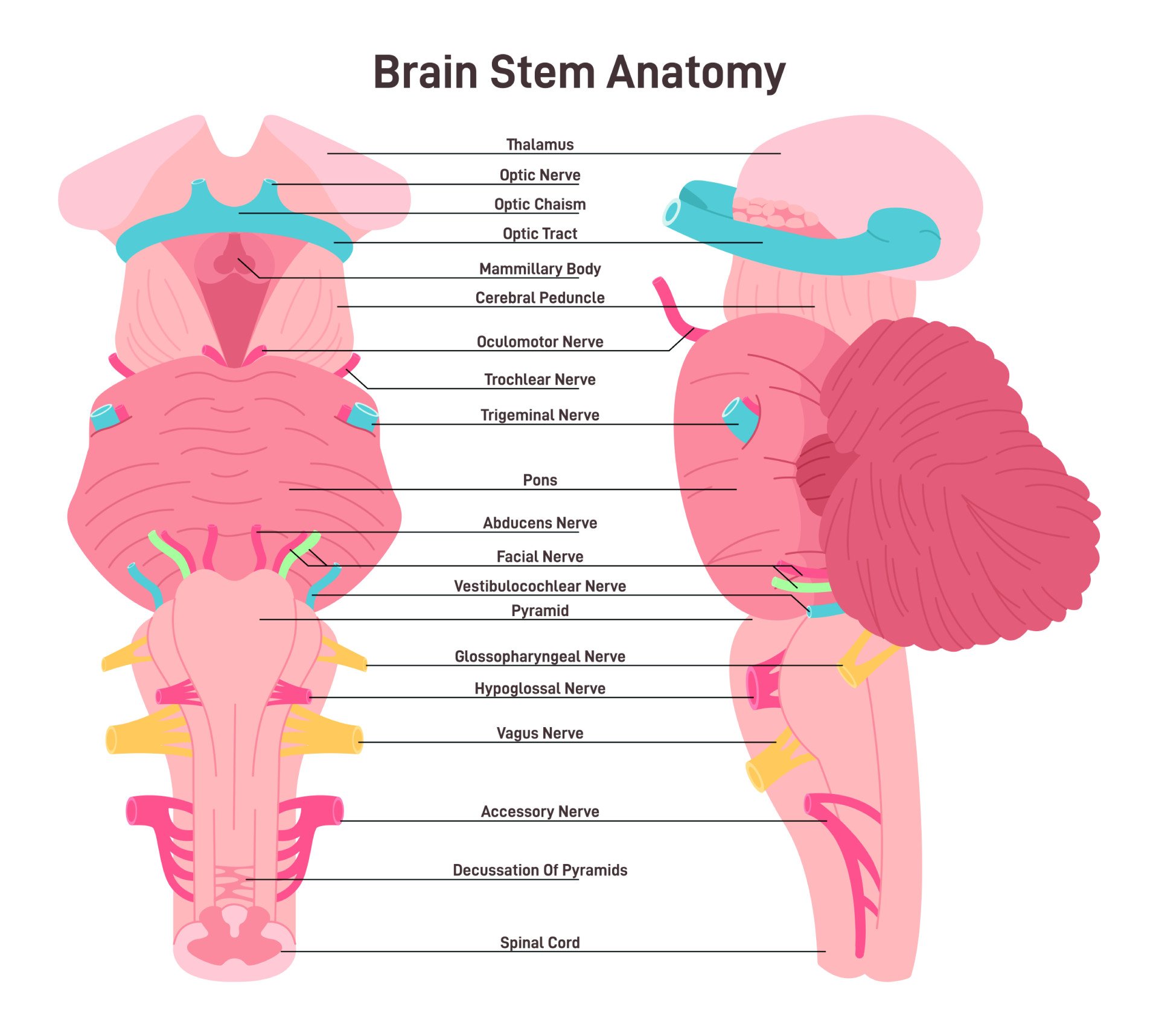 Brainstem Anatomy 1