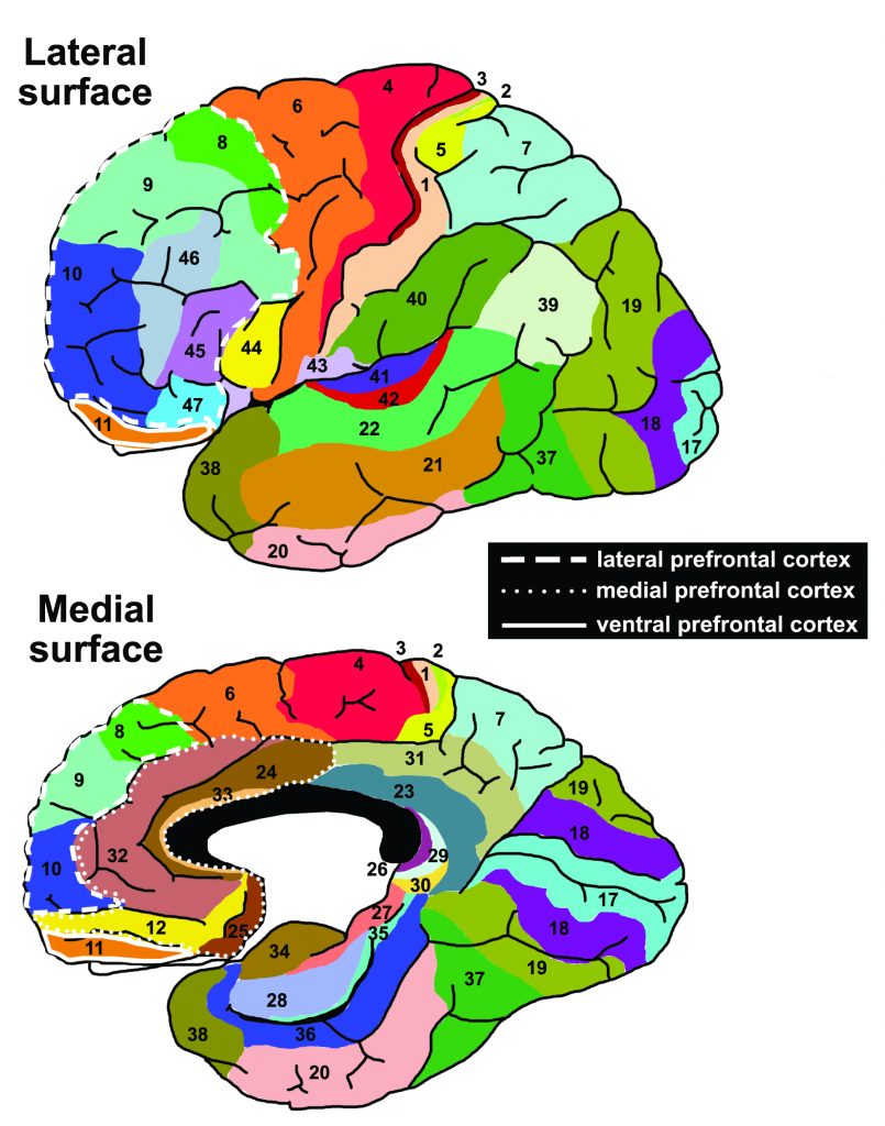 brodmann-areas-anatomy-and-functions