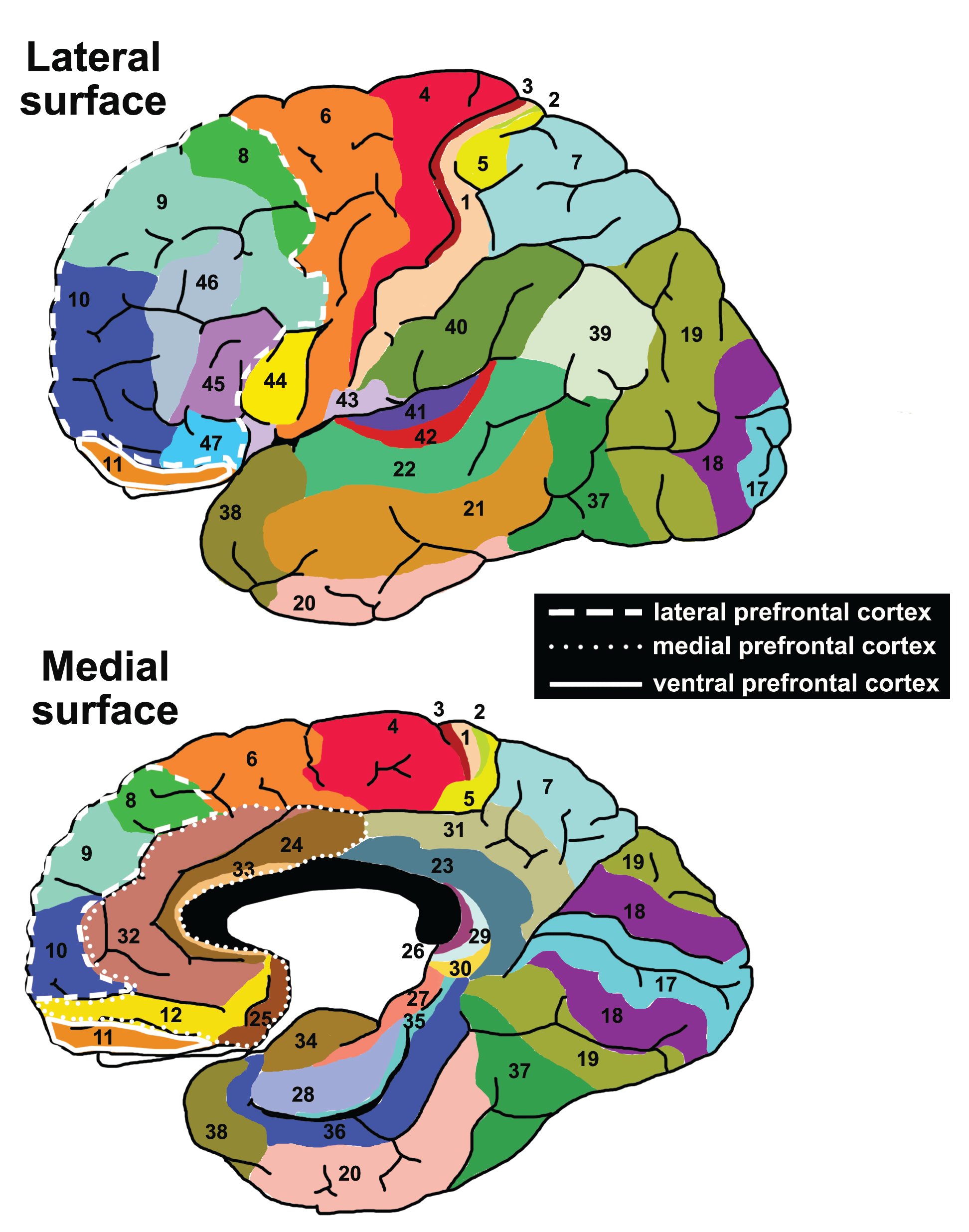 brodmann-areas-anatomy-and-functions