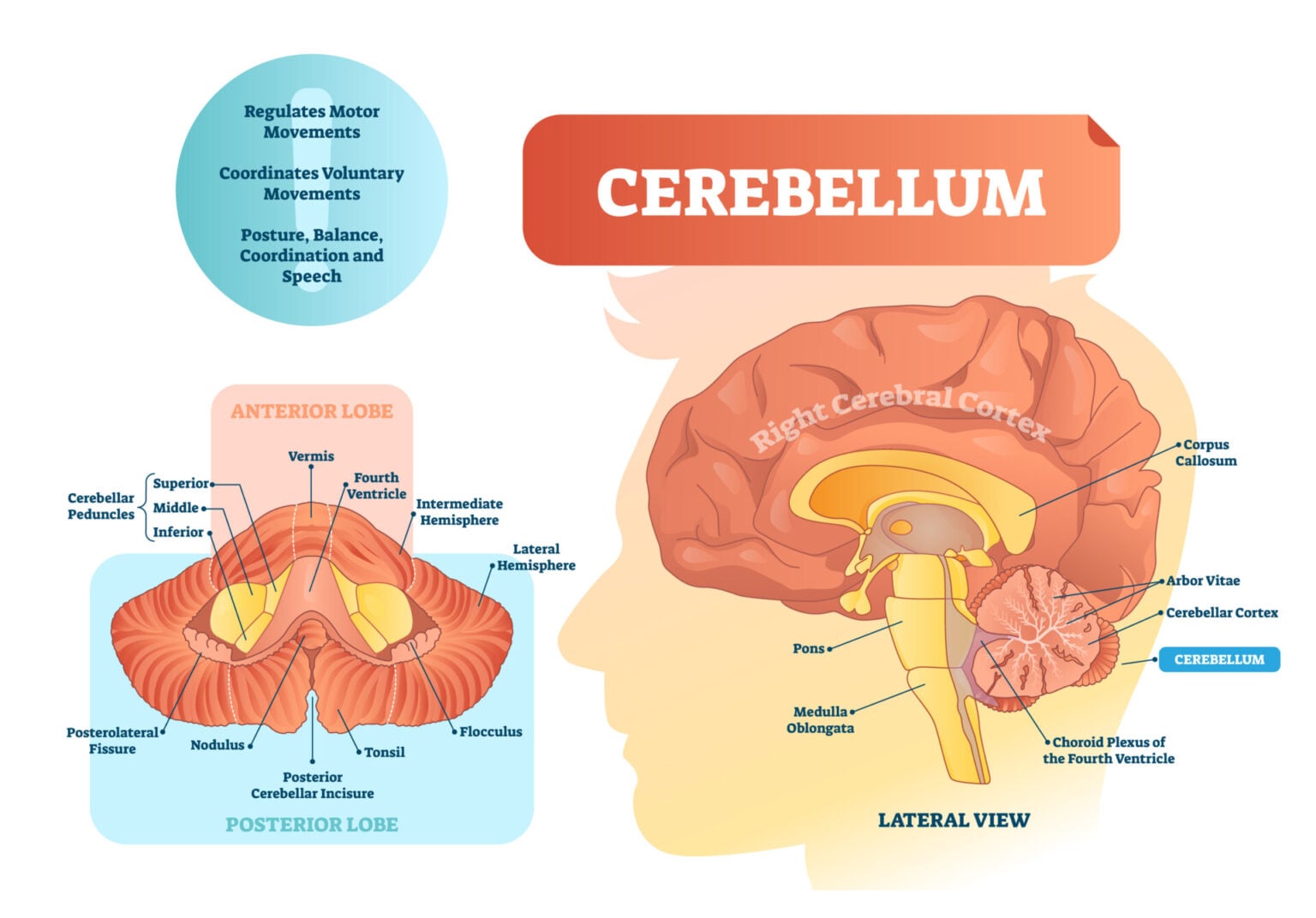 Cerebellum cerebellum
