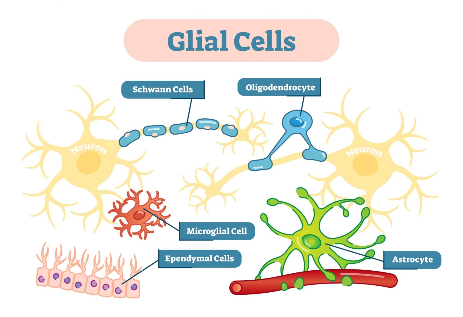 Neurons Vs Glial Cells