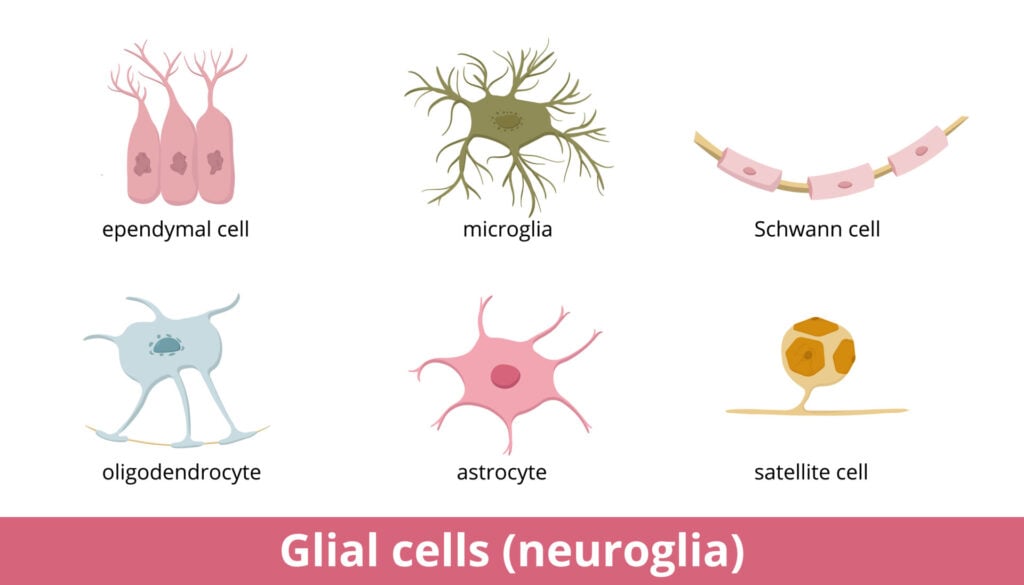 What Are Glial Cells and What Do They Do?