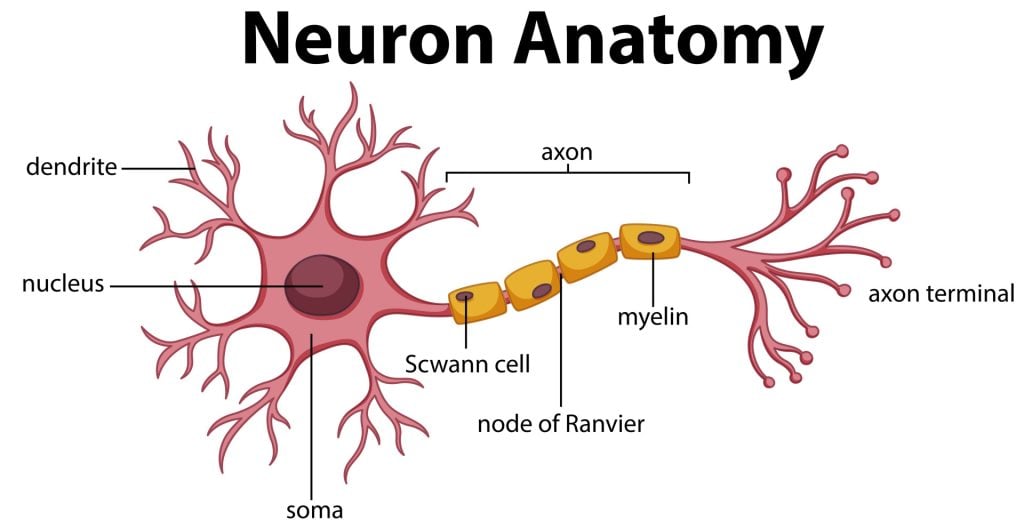 Diagramme de l'anatomie des neurones