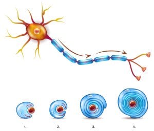 Myelin Sheath