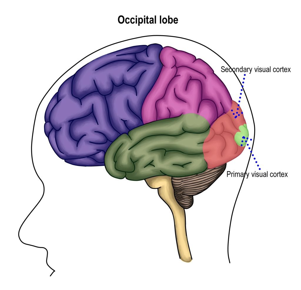 Occipital Lobe Damage: How It Affects Vision & Recovery