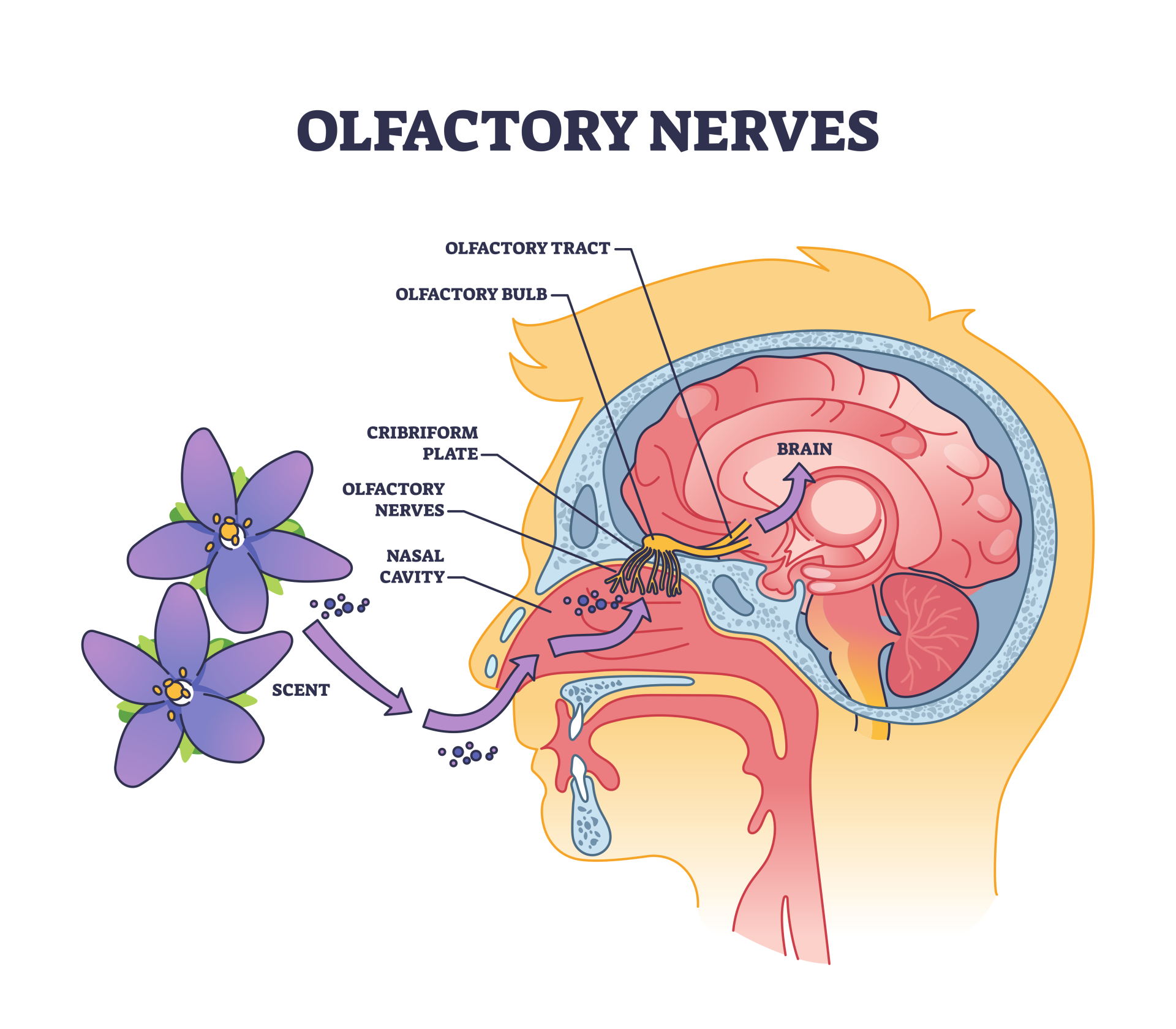 Olfactory Nerve