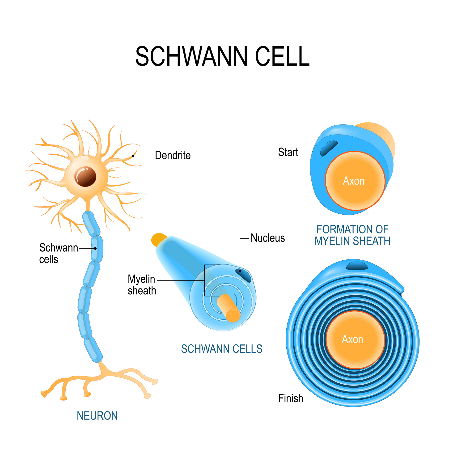 Schwann Cell Definition Function Location