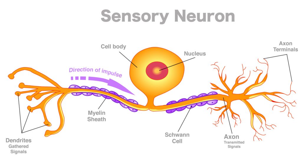 Sensory Vs Motor Neurons