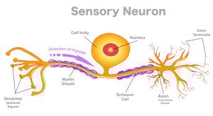 Sensory Vs Motor Neurons