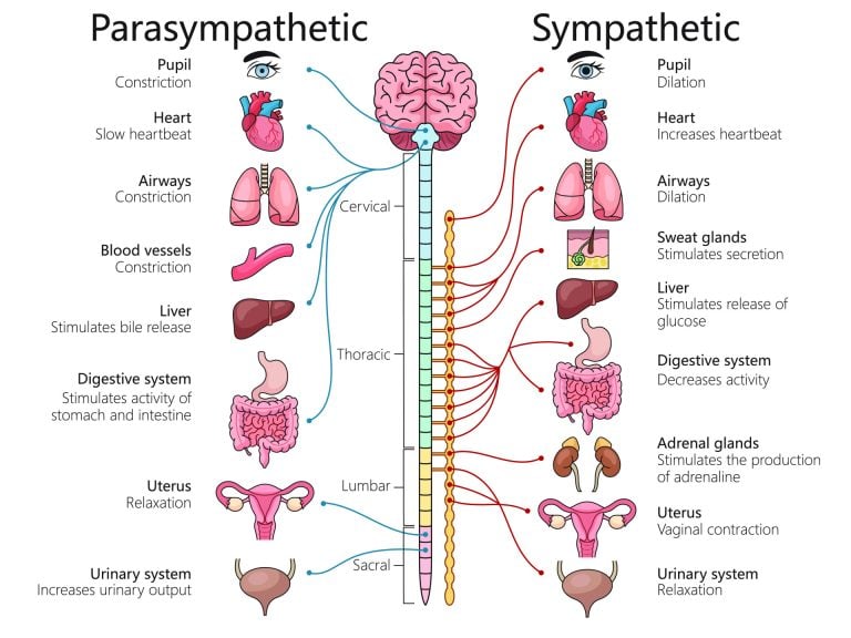 Sympathetic Vs Parasympathetic Nervous System