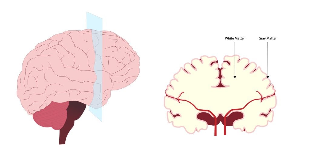 What Is White Matter In The Brain? 1 White and Gray Matter Anatomy