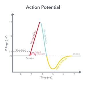 A graph outlining how action potential works. Y axis: voltage, X axis: Time.
