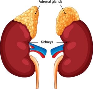 Diagram of the adrenal glands on top of the kidneys.