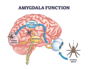 a diagram of the brain with labelled parts: amygdala, visual thalamus, visual cortex. diagram of a spider which is labelled as fearful input