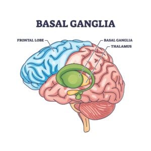 basal ganglia 1