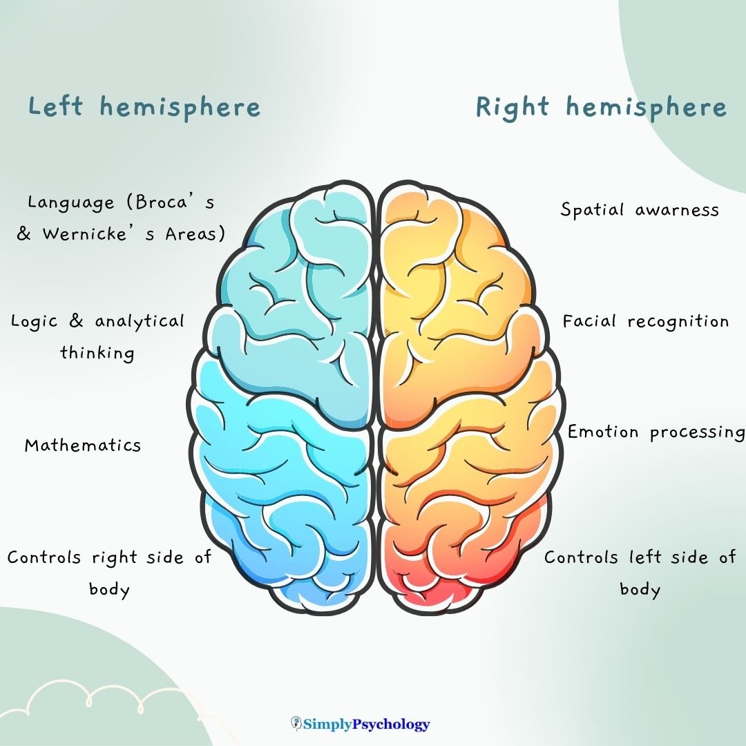 Brain Lateralization Left Right Hemispheres Diagram comparing left and right brain hemisphere functions, highlighting language, logic, spatial reasoning, and emotion processing.