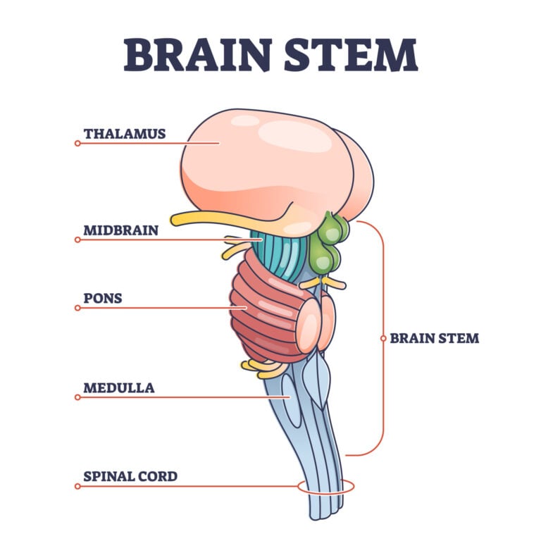 Parts of the Brain: Neuroanatomy, Structure & Functions in Neuroscience