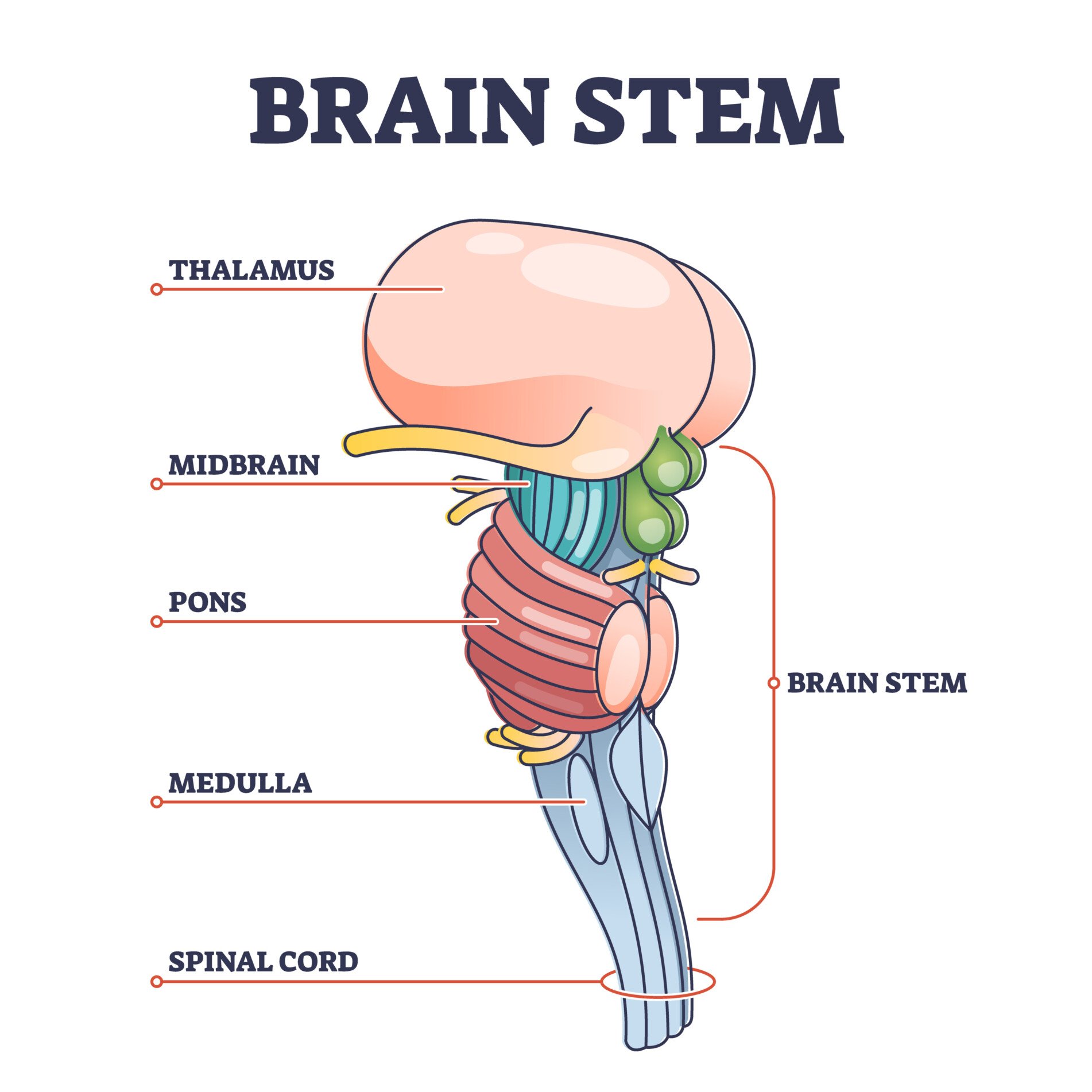 Tronc cérébral Un diagramme du tronc cérébral avec les parties anatomiques étiquetées : Thalamus, mésencéphale, pons, moelle épinière et moelle épinière