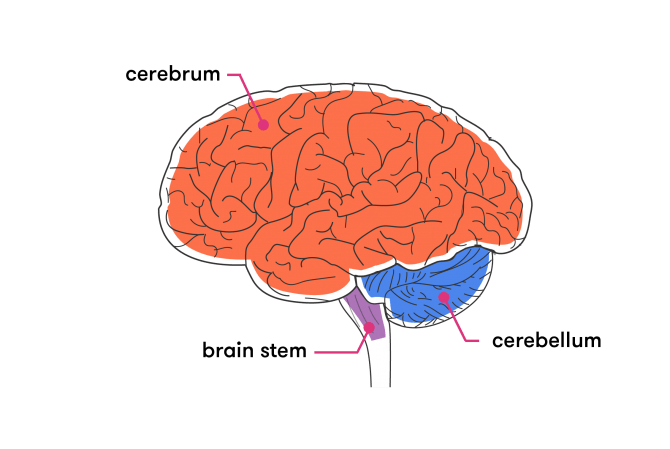 Parts of the Brain: Neuroanatomy, Structure & Functions in Neuroscience 1 brain structure
