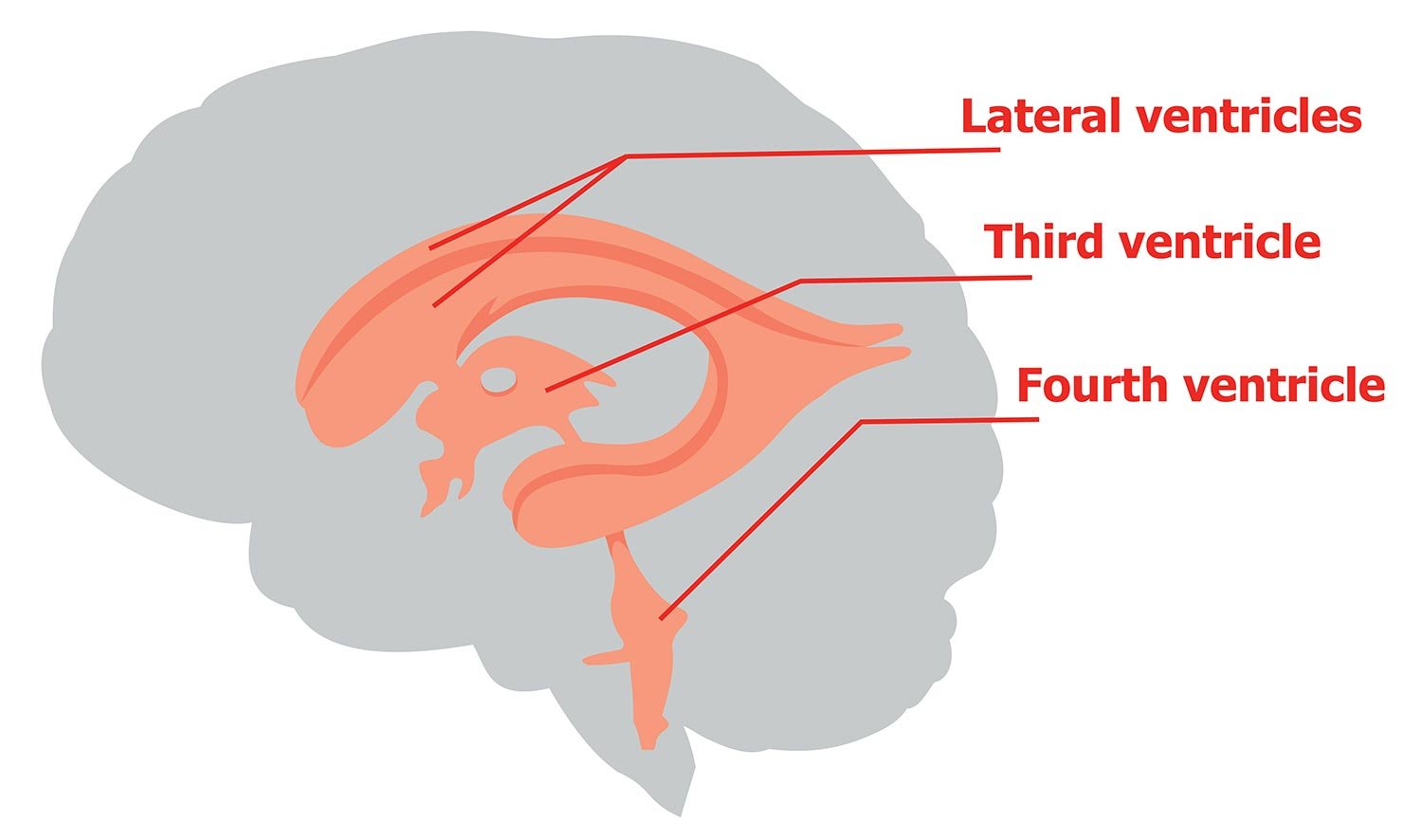 Ventricles of the Brain