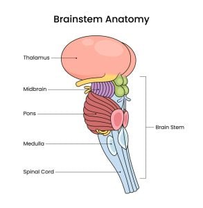 Illustration of the brain stem with labels of the anatomical parts.