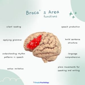 A mindmap infographic with a brain with Broca's area highlighted in red. Functions of this area surround the brain such as speech production, language comprehension, and action imitation.