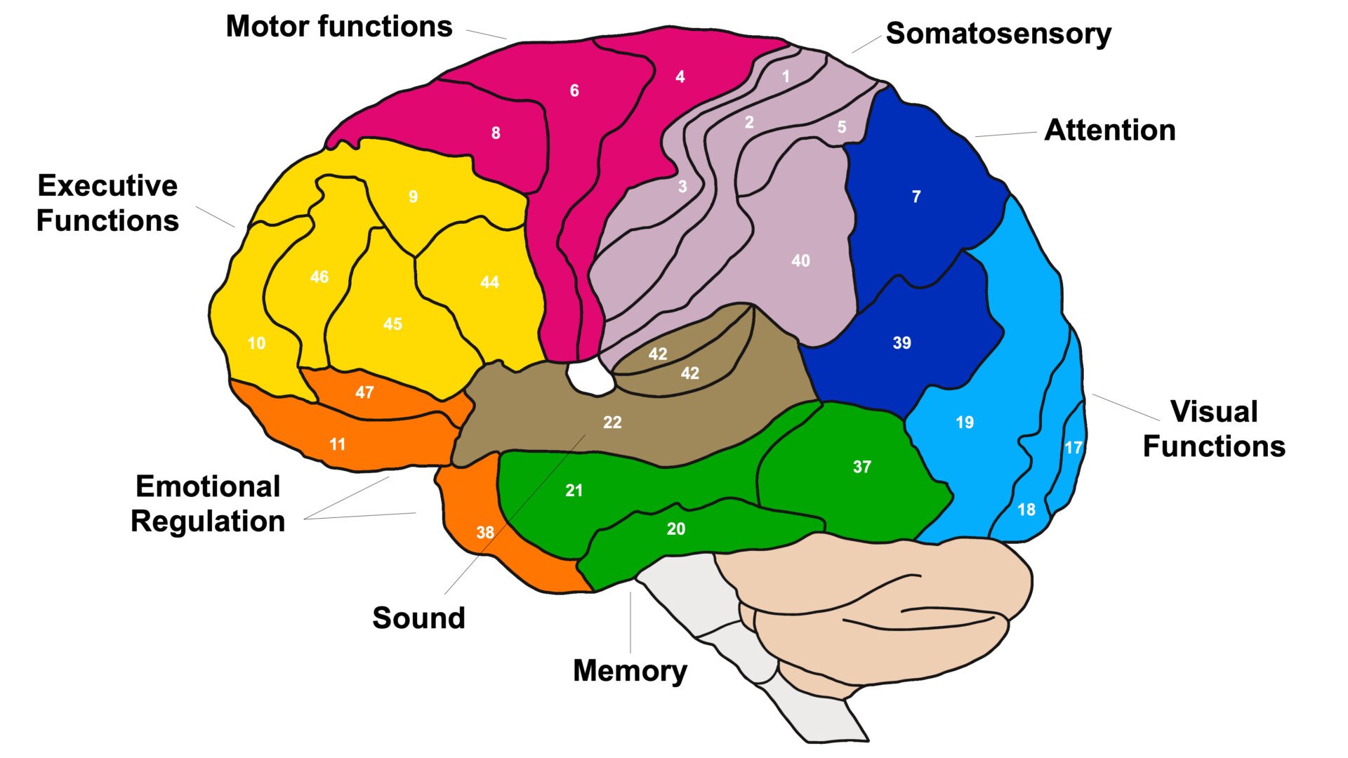 Brodmann Areas Of The Brain