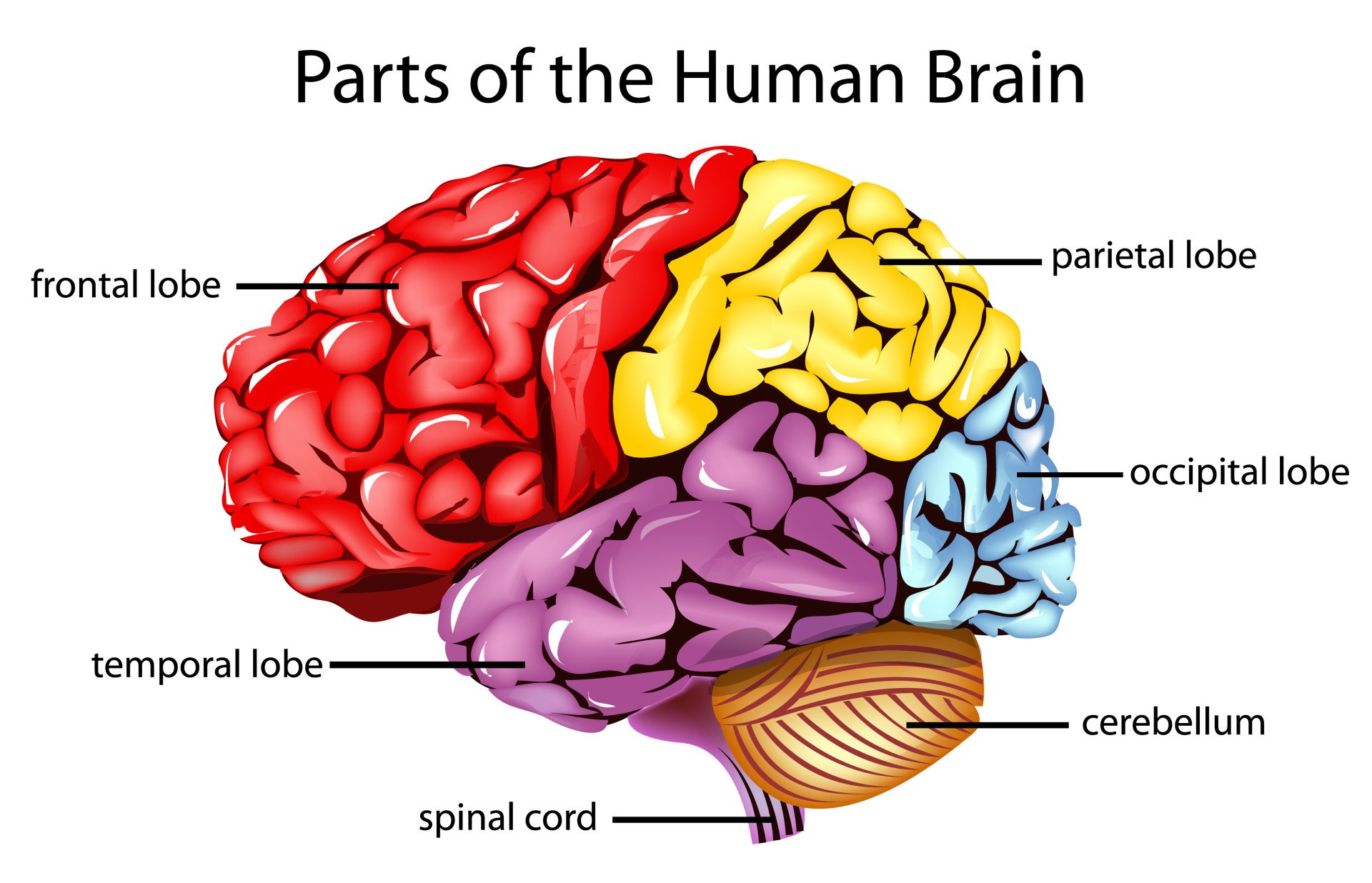 parts of the human brain and functions