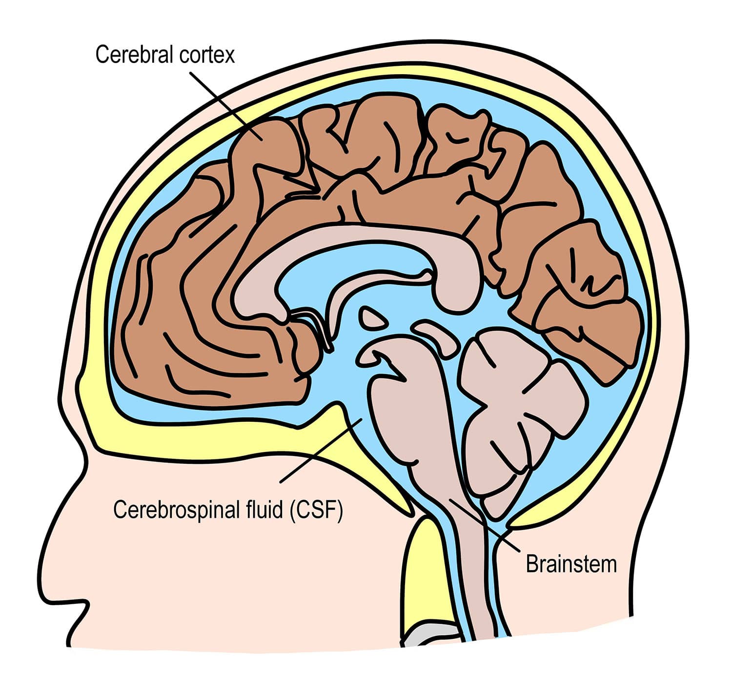 parts of the human brain and functions