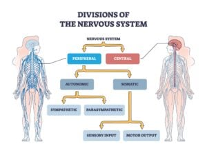 A flow diagram outlining the branches of the nervous system, with two outlines of bodies highlighting the central and peripheral nervous system