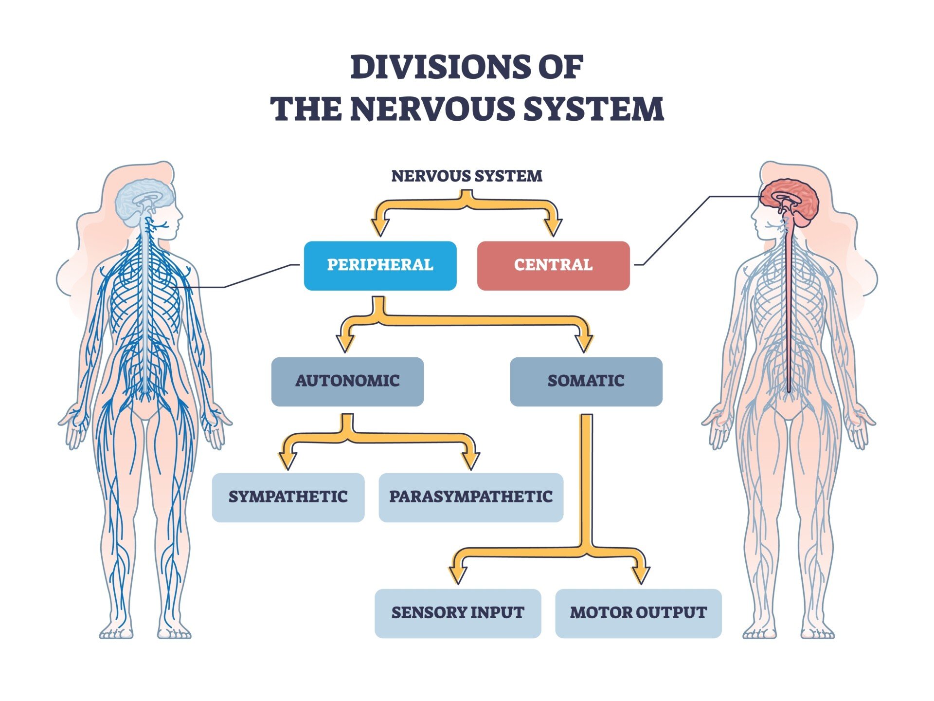 A flow diagram outlining the branches of the nervous system, with two outlines of bodies highlighting the central and peripheral nervous system