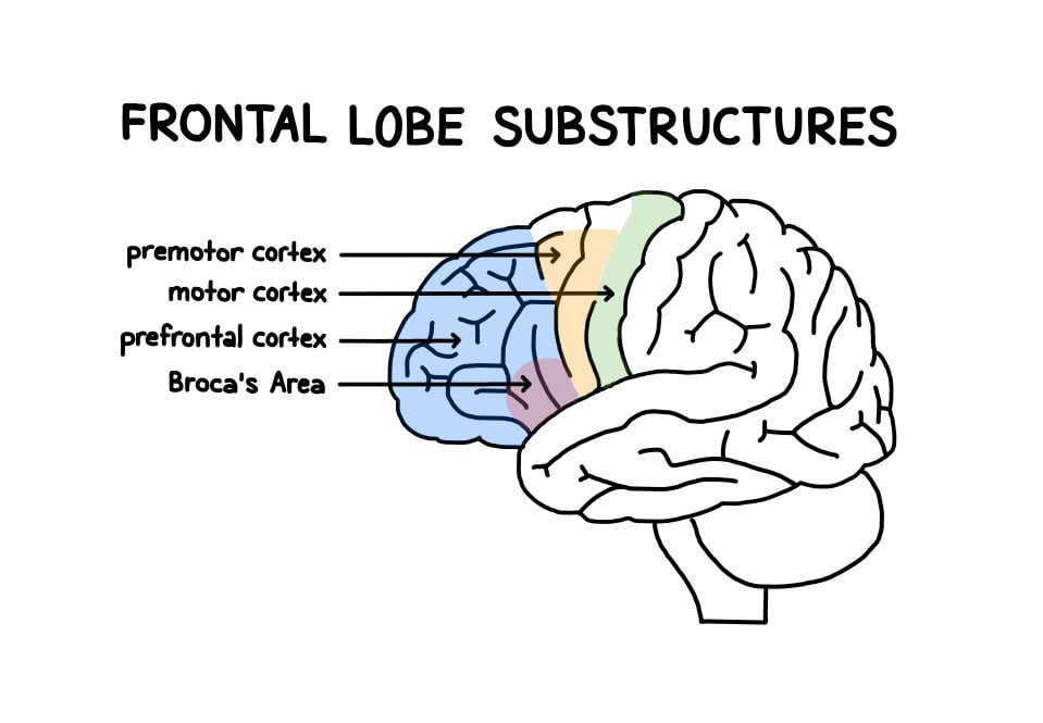 Frontal Lobe: Function, Location, anatomical Structure & Damage 2 frontal lobe structure