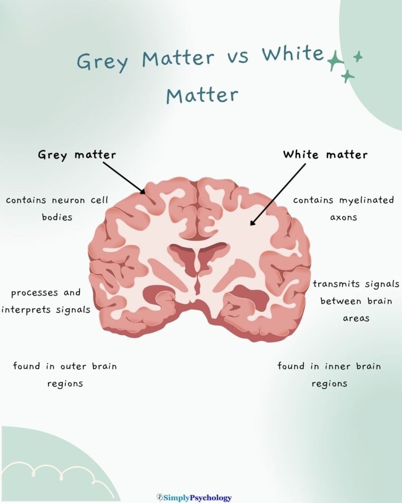 White Matter In The Brain?