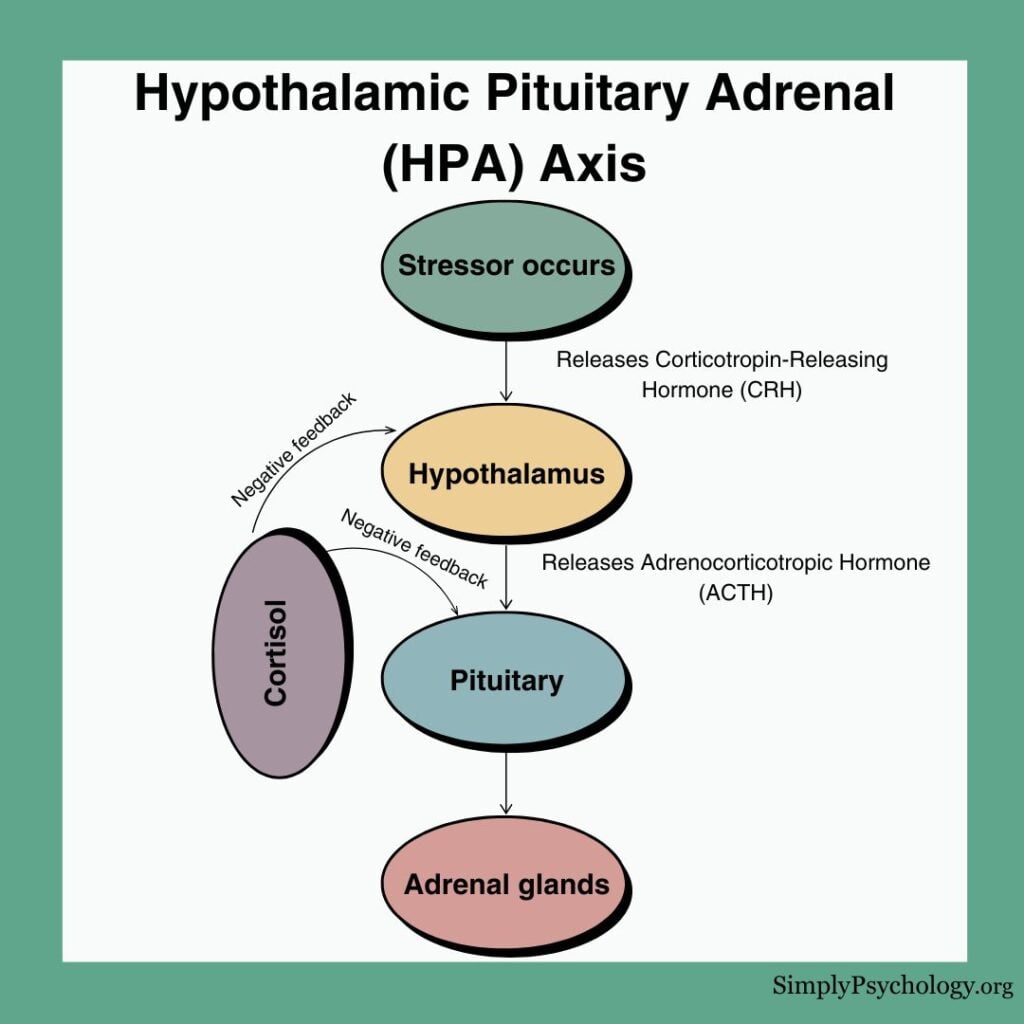Hypothalamic Pituitary Adrenal HPA Axis Hypothalamic Pituitary Adrenal HPA Axis