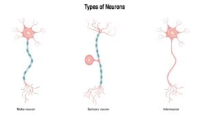 interneuron function