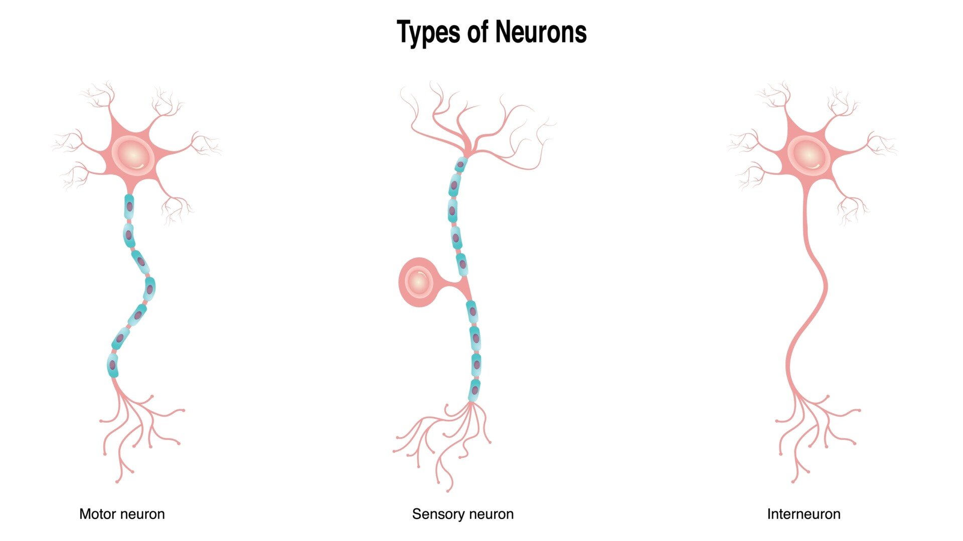 interneuron function