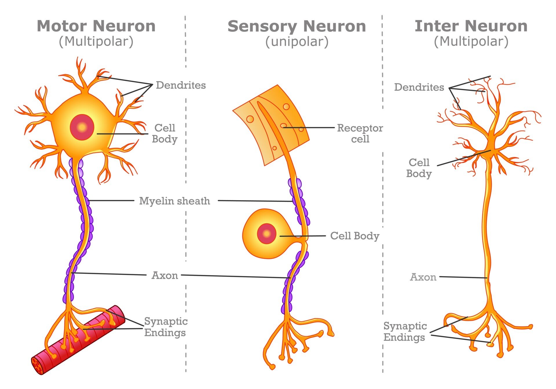 interneuron