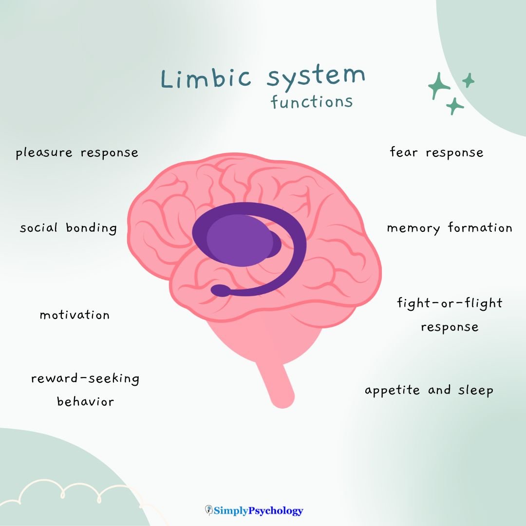 Title reads: limbic system functions. outline of a brain with the limbic areas highlighted in purple with functions of the limbic system surrounding this image such as memory formation, fear response, and reward-seeking behavior