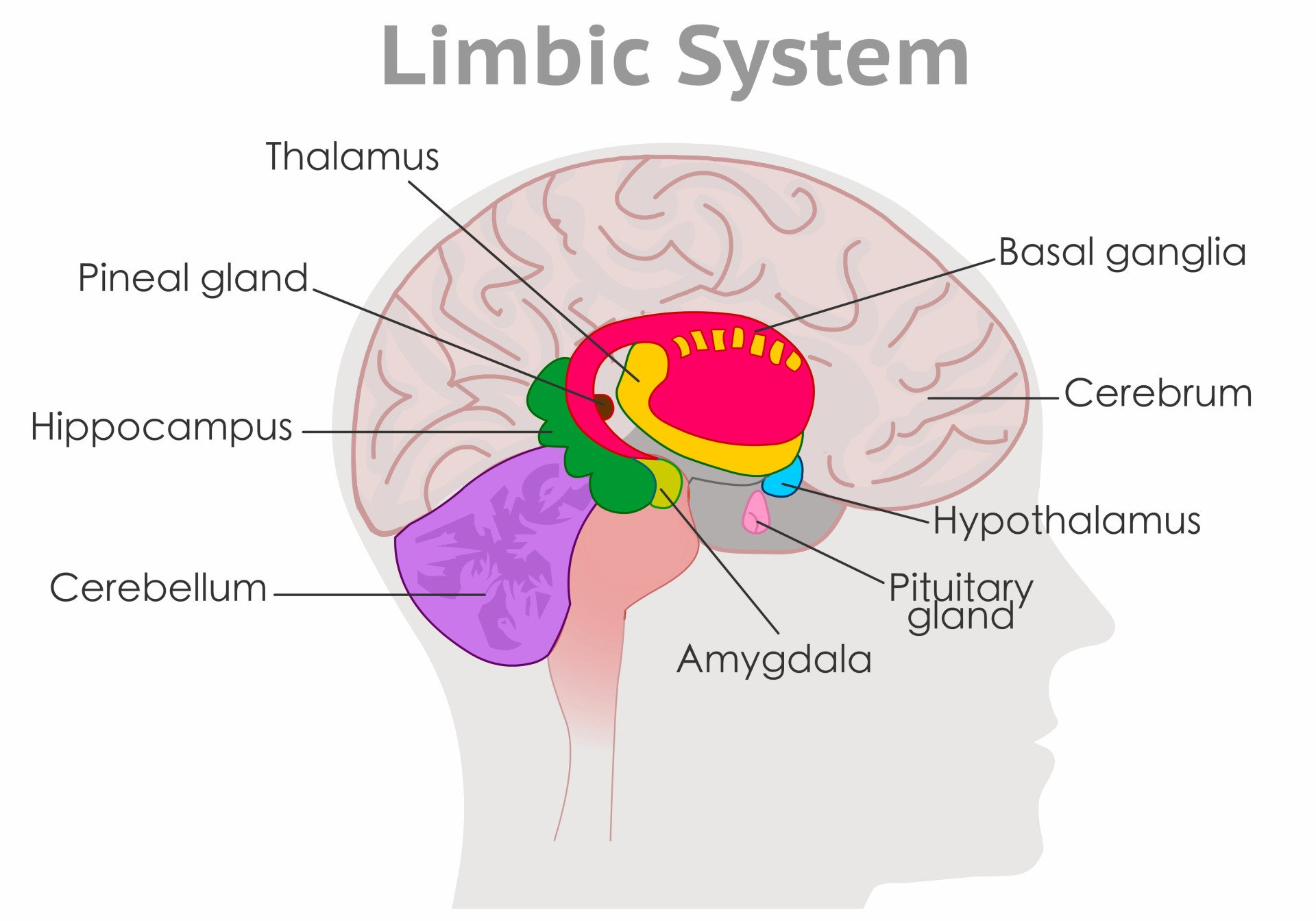 Doodle set of Limbic System – human brain, Basal Ganglia, Cerebellum,  Hippocampus, Amygdala, Hypothalamus, hand-drawn. Vector sketch illustration  isolated over white background. Stock Vector | Adobe Stock