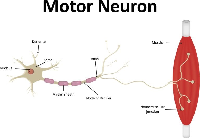 Sensory Vs Motor Neurons