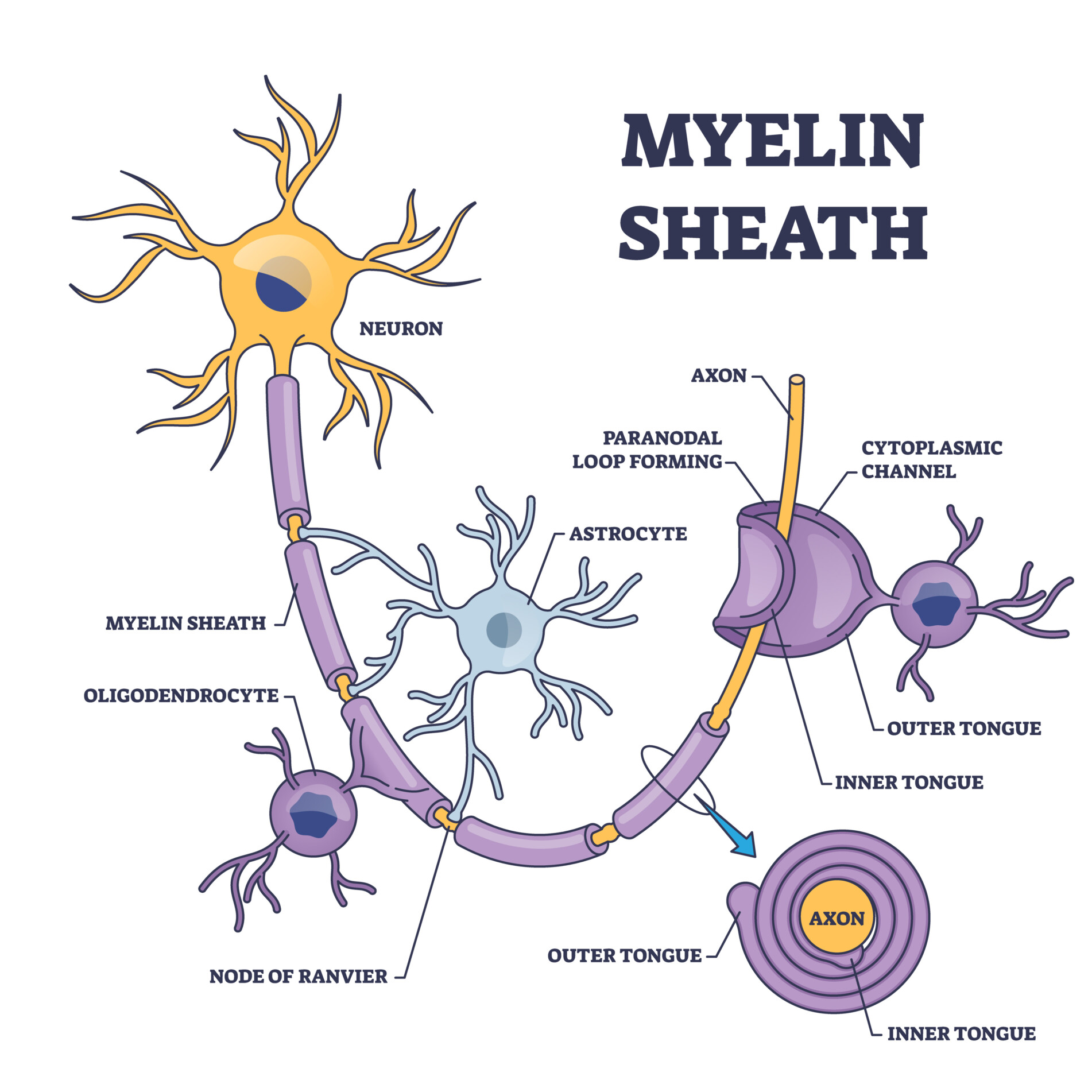 How Unmyelinated Axons Transmit Signals: The Complete Guide - 0d8ur0b
