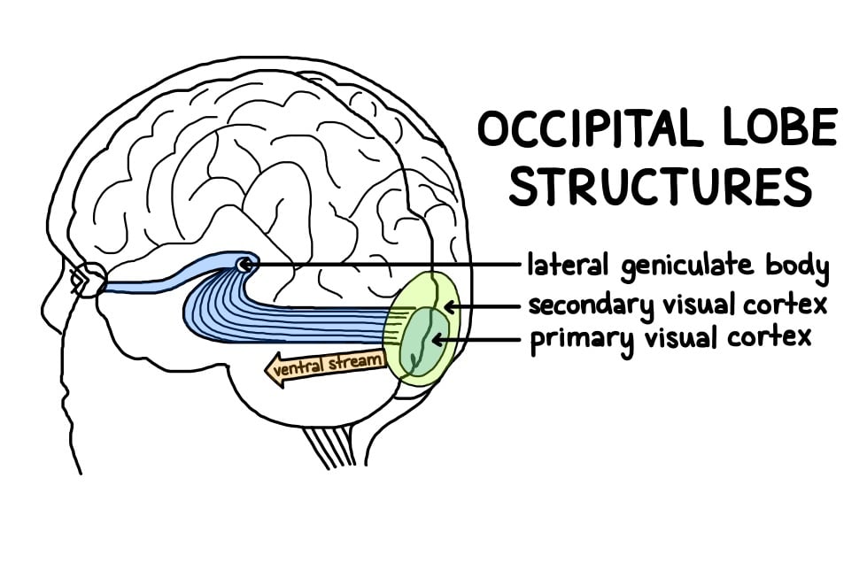 Occipital Lobe : Définition, fonctions et emplacement 3 Occipital Lobe Structure (Simply Psychology)