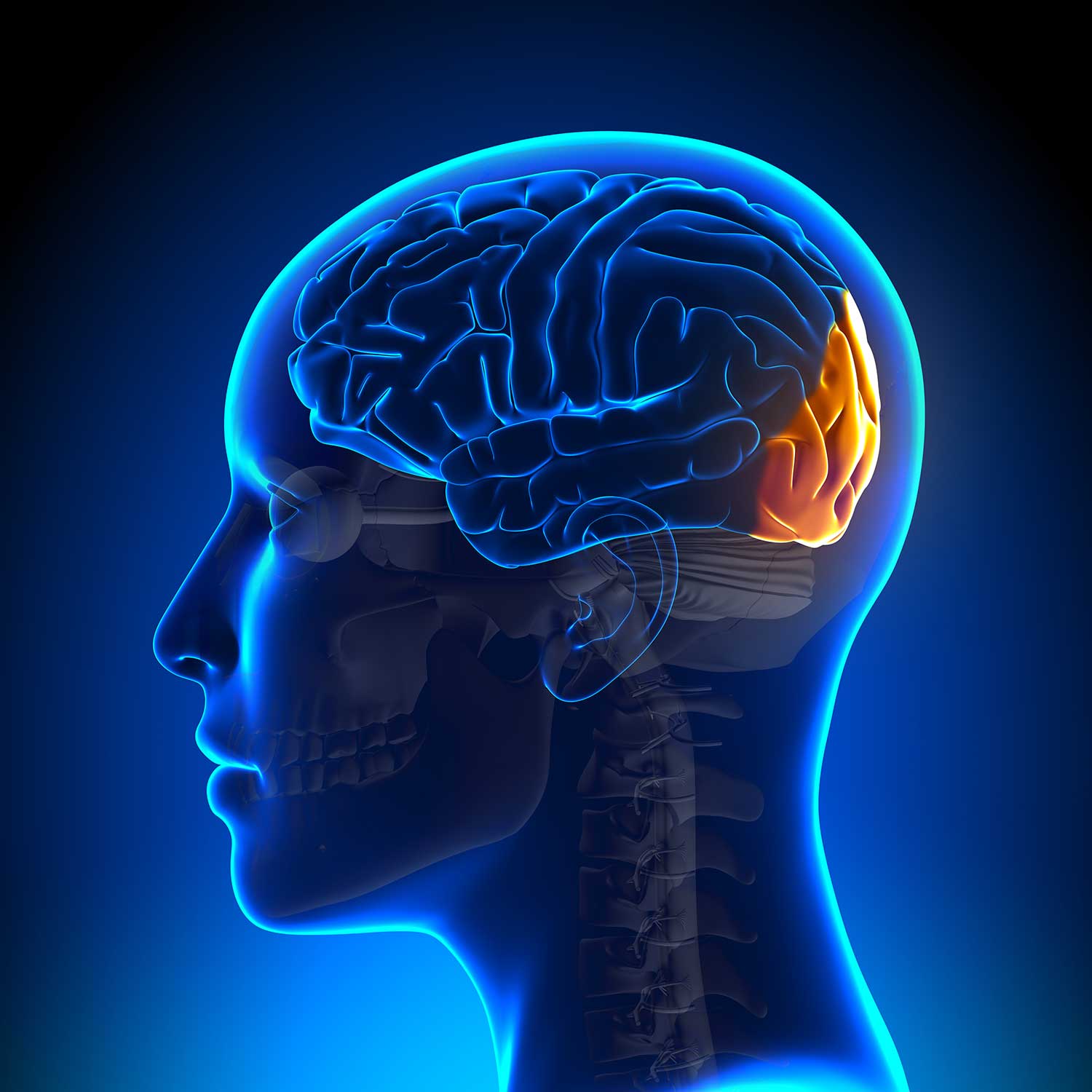 Lobe occipital : Définition, fonctions et localisation 1 occipital lobe location